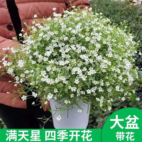 天星花|满天星四季开花（从种植到观赏，一窥满天星的风采）